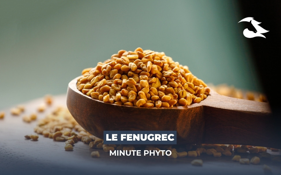 La Minute Phyto - Le Fenugrec pour votre cheval