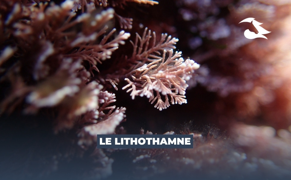 Tout savoir sur le Lithothamne