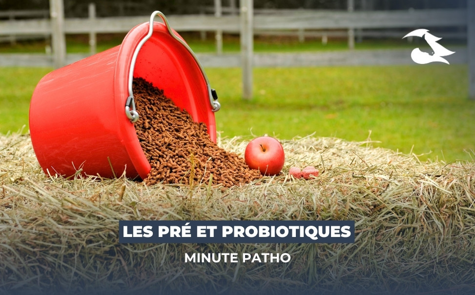 La Minute Patho : Les Pré et Probiotiques