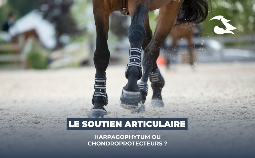 Le soutien articulaire du cheval au quotidien : Harpagophytum ou Chondroprotecteurs ?