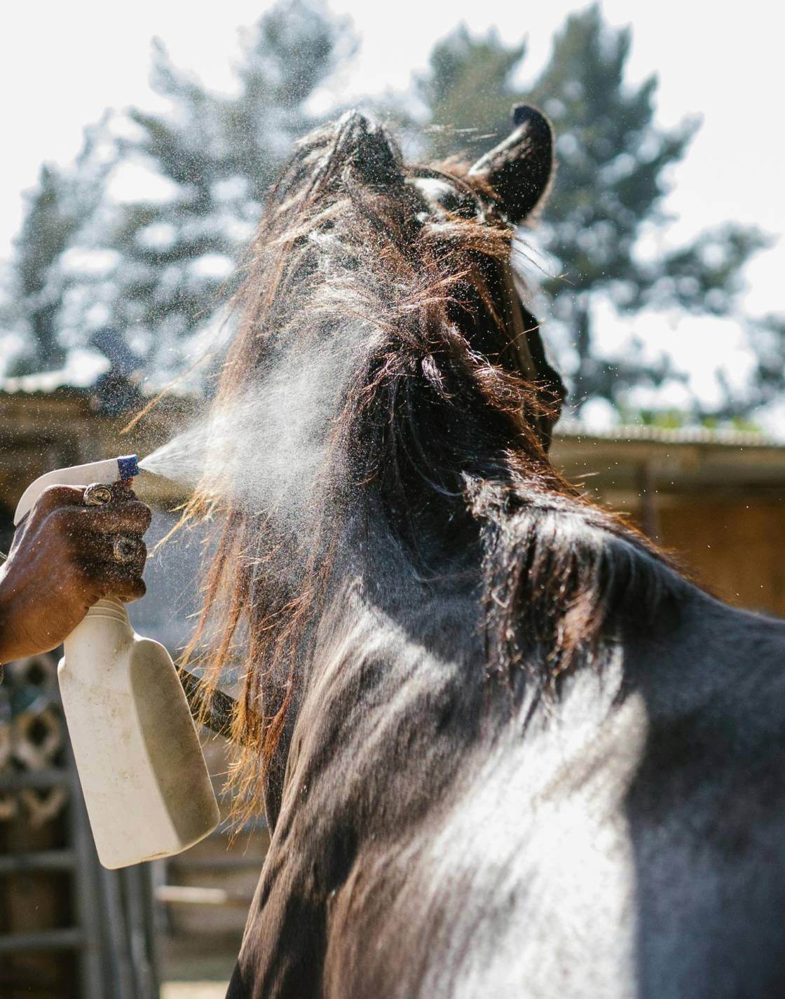 Toux du cheval : Comprendre et agir