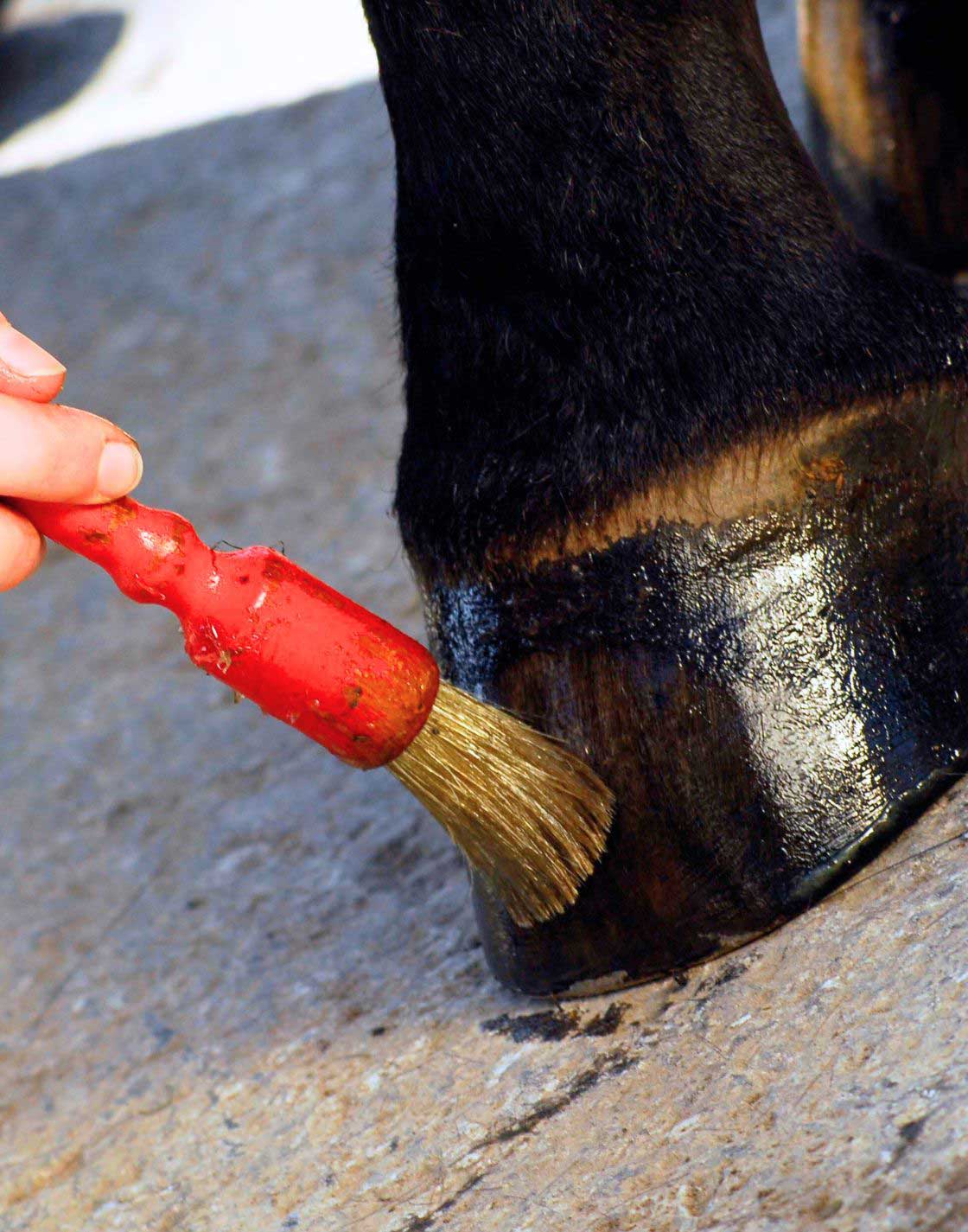 Hémorragie pulmonaire chez le cheval : Causes et traitements