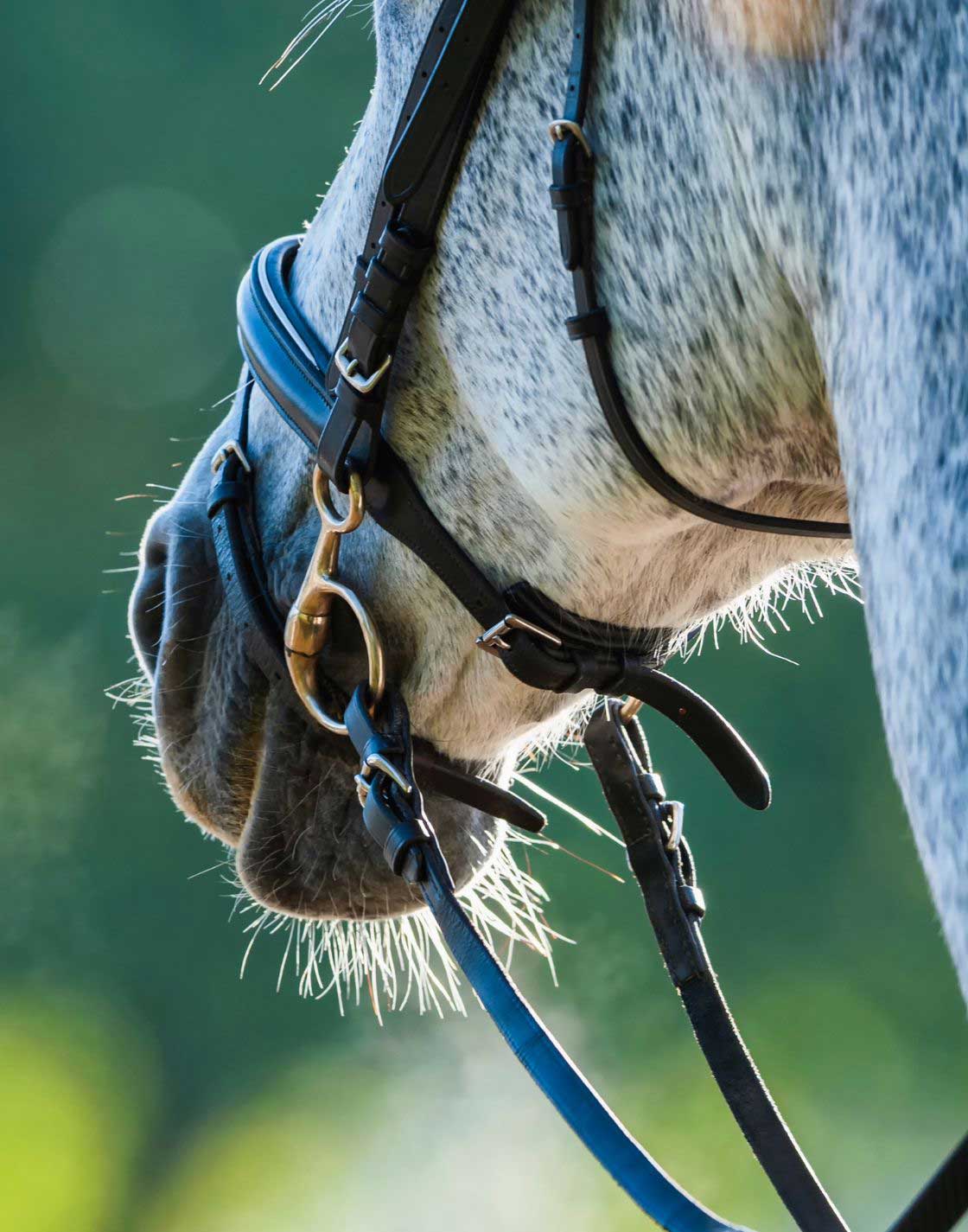 Taches des chevaux blancs : Comment les retirer sans eau