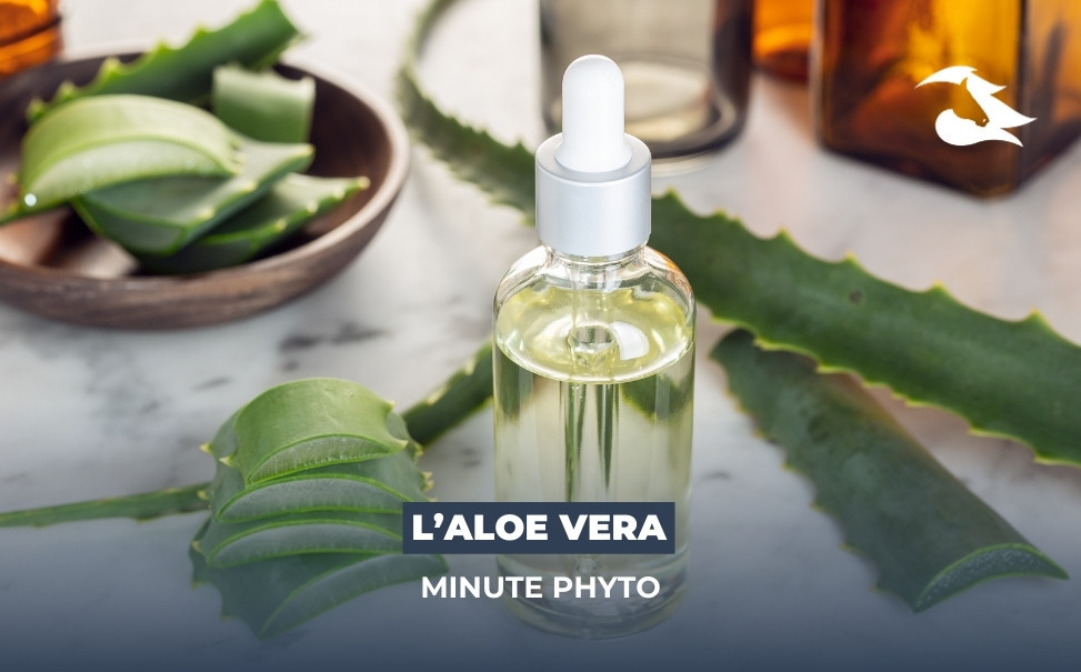 La Minute Phyto : L'Aloe Vera