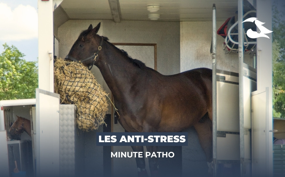 La Minute Patho : Les anti-stress pour cheval